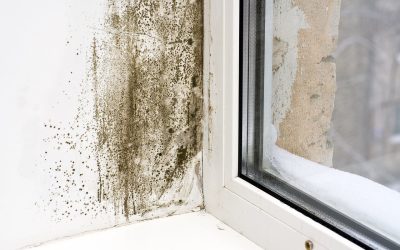 9 Ways to Prevent Mold Growth: Essential Tips for Homeowners