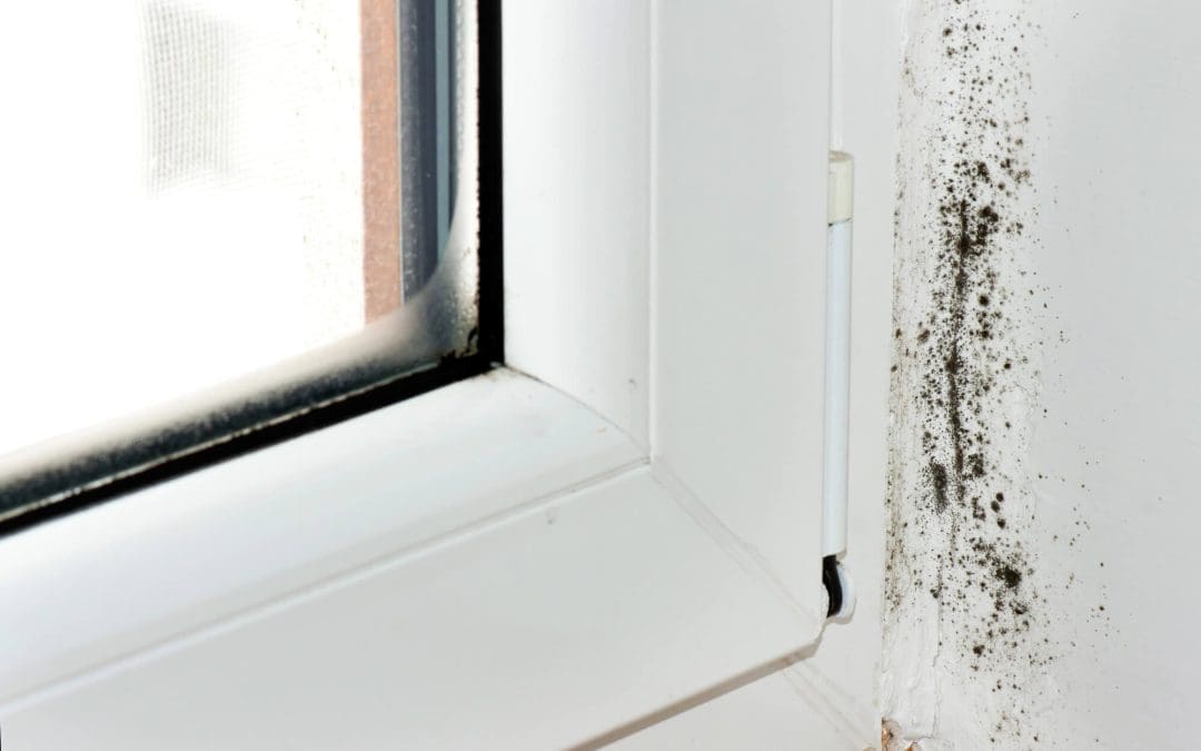 Causes of Mold in the home