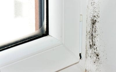 What’s Behind the Growth? Understanding the Causes of Mold in Your Home